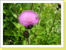 Bergsommer Bergsommer